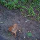 Подробнее об объявлении «Серпухов Пропала собака кобель» Фото: пропала собака Той-терьер «Серпухов Пропала собака кобель» в г. Серпухов