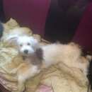 Подробнее об объявлении «Тула Пропала собака» Фото: пропала собака  «Тула Пропала собака» в г. Тула