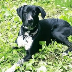 Подробнее об объявлении «Белые Столбы Пропала собака кобель» Фото: пропала собака  «Белые Столбы Пропала собака кобель» в г. Белые Столбы