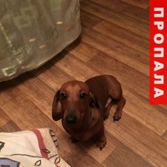 Подробнее об объявлении «Пропала собака кобель срочно  щенок Сочи» Фото: пропала собака Такса «Пропала собака кобель срочно  щенок Сочи» в г. Сочи