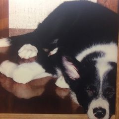 Подробнее об объявлении «Нижний Новгород Пропала собака черно-белая лайка» Фото: пропала собака Западно-сибирская лайка «Нижний Новгород Пропала собака черно-белая лайка» в г. Нижний Новгород