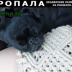 Подробнее об объявлении «Дубовка (Волгоградская обл.) Пропала собака кобель» Фото: пропала собака Пти-брабансон «Дубовка (Волгоградская обл.) Пропала собака кобель» в г. Дубовка (Волгоградская обл.)