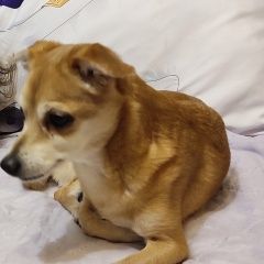 Подробнее об объявлении «Красноярск Пропала собака» Фото: пропала собака  «Красноярск Пропала собака» в г. Красноярск