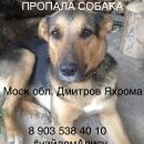 Подробнее об объявлении «Дмитров Пропала собака» Фото: пропала собака  «Дмитров Пропала собака» в г. Дмитров