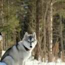 Подробнее об объявлении «Батайск Пропала собака кобель sos» Фото: пропала собака Сибирская хаски «Батайск Пропала собака кобель sos» в г. Батайск