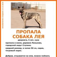 Подробнее об объявлении «Пропала собака серая, тигровый окрас. лет. Михнево» Фото: пропала собака Голландская овчарка «Пропала собака серая, тигровый окрас. лет. Михнево» в г. Михнево