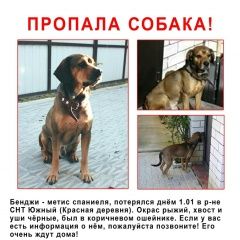 Подробнее об объявлении «Невинномысск Пропала собака кобель» Фото: пропала собака  «Невинномысск Пропала собака кобель» в г. Невинномысск
