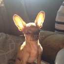 Подробнее об объявлении «Геленджик Пропала собака кобель той-терьер рыжий мини» Фото: пропала собака Русский той-терьер «Геленджик Пропала собака кобель той-терьер...» в г. Геленджик