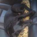 Подробнее об объявлении «Бор Пропала собака кобель парода метис лабрадора смешаная с таксой» Фото: пропала собака Персидская «Бор Пропала собака кобель парода метис...» в г. Бор