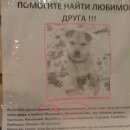 Подробнее об объявлении «Пропала собака Жуковский» Фото: пропала собака  «Пропала собака Жуковский» в г. Жуковский
