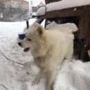 Подробнее об объявлении «Смоленск Пропала собака - белая. зовут джесси» Фото: пропала собака Самоедская лайка «Смоленск Пропала собака - белая. зовут джесси» в г. Смоленск