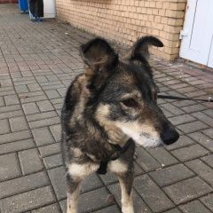 Подробнее об объявлении «Пропала собака небольшая, с необычной формой ушей Троицк» Фото: пропала собака  «Пропала собака небольшая, с необычной формой...» в г. Троицк