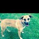 Подробнее об объявлении «Пропала собака кобель, дворняга, рыжий Орехово-Зуево» Фото: пропала собака  «Пропала собака кобель, дворняга, рыжий...» в г. Орехово-Зуево