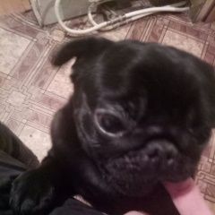 Подробнее об объявлении «Пропала собака кобель мопс Самара» Фото: пропала собака Мопс «Пропала собака кобель мопс Самара» в г. Самара