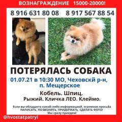 Подробнее об объявлении «Пропала собака кобель шпиц мещерская школа Москва» Фото: пропала собака Померанский шпиц «Пропала собака кобель шпиц мещерская школа Москва» в г. Москва