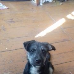 Подробнее об объявлении «Пропала собака кобель в с.хотмыжск Борисовка» Фото: пропала собака  «Пропала собака кобель в с.хотмыжск Борисовка» в г. Борисовка