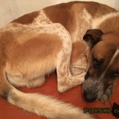 Подробнее об объявлении «Волгоград Пропала собака кобель декабря» Фото: пропала собака  «Волгоград Пропала собака кобель декабря» в г. Волгоград