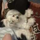 Подробнее об объявлении «Санкт-Петербург Пропала собака кобель китайская хохлатая» Фото: пропала собака Китайская хохлатая собака «Санкт-Петербург Пропала собака кобель китайская...» в г. Санкт-Петербург