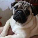 Подробнее об объявлении «Пропала собака кобель украли мопса в ленинградской области Санкт-Петербург» Фото: пропала собака Мопс «Пропала собака кобель украли мопса в...» в г. Санкт-Петербург