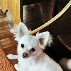 Подробнее об объявлении «Серпухов Пропала собака кобель» Фото: пропала собака Чихуахуа «Серпухов Пропала собака кобель» в г. Серпухов