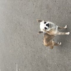 Подробнее об объявлении «Кострома Пропала собака породы чихуахуа» Фото: пропала собака Чихуахуа «Кострома Пропала собака породы чихуахуа» в г. Кострома