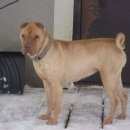 Подробнее об объявлении «Пропала собака шарпей леся Можайск» Фото: пропала собака Шар-пей «Пропала собака шарпей леся Можайск» в г. Можайск