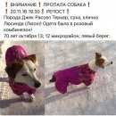Подробнее об объявлении «Омск Пропала собака джек рассел терьер» Фото: пропала собака Джек рассел терьер «Омск Пропала собака джек рассел терьер» в г. Омск
