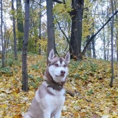 Подробнее об объявлении «Подольск Пропала собака кобель» Фото: пропала собака Сибирская хаски «Подольск Пропала собака кобель» в г. Подольск