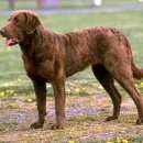 Подробнее об объявлении «Анапа Пропала собака кобель» Фото: пропала собака  «Анапа Пропала собака кобель» в г. Анапа