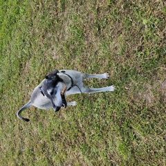 Подробнее об объявлении «Пропала собака кобель Венев» Фото: пропала собака  «Пропала собака кобель Венев» в г. Венев