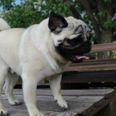 Подробнее об объявлении «Пропала собака кобель собака породы мопс Симферополь» Фото: пропала собака Мопс «Пропала собака кобель собака породы мопс...» в г. Симферополь