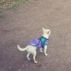 Подробнее об объявлении «Пропала собака кобель чихуа кремовый окрас, мальчик Петродворец» Фото: пропала собака Чихуахуа «Пропала собака кобель чихуа кремовый окрас,...» в г. Петродворец