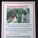 Подробнее об объявлении «Энгельс Пропала собака кобель» Фото: пропала собака Китайская хохлатая собака «Энгельс Пропала собака кобель» в г. Энгельс