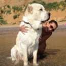 Подробнее об объявлении «Симферополь Пропала собака кобель» Фото: пропала собака Среднеазиатская овчарка «Симферополь Пропала собака кобель» в г. Симферополь