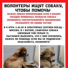 Подробнее об объявлении «Москва Пропала собака собаку оставили в беде» Фото: пропала собака Той-терьер «Москва Пропала собака собаку оставили в беде» в г. Москва