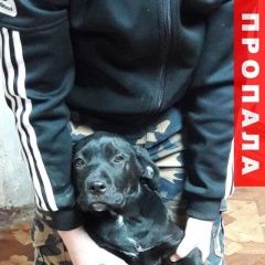 Подробнее об объявлении «Туапсе Пропала собака кобель. ул.интернационая» Фото: пропала собака  «Туапсе Пропала собака кобель. ул.интернационая» в г. Туапсе