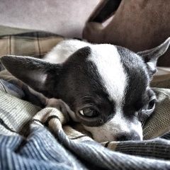 Подробнее об объявлении «Пропала собака Харьков» Фото: пропала собака Чихуахуа «Пропала собака Харьков» в г. Харьков