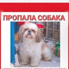 Подробнее об объявлении «Пропала собака Гагарин» Фото: пропала собака Ши-тцу «Пропала собака Гагарин» в г. Гагарин
