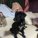 Подробнее об объявлении «Белгород Пропала собака кобель» Фото: пропала собака  «Белгород Пропала собака кобель» в г. Белгород