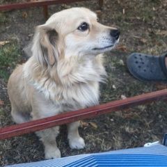 Подробнее об объявлении «Донецк Донецкая обл. Пропала собака кобель» Фото: пропала собака  «Донецк Донецкая обл. Пропала собака кобель» в г. Донецк Донецкая обл.