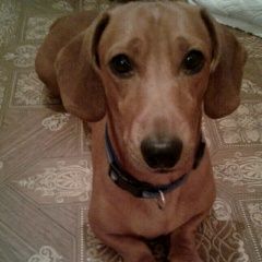 Подробнее об объявлении «Пропала собака кобель такса. кличка: бакс, бася. Пермь» Фото: пропала собака Такса «Пропала собака кобель такса. кличка: бакс,...» в г. Пермь