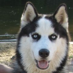 Подробнее об объявлении «Навашино Пропала собака кобель» Фото: пропала собака Сибирская хаски «Навашино Пропала собака кобель» в г. Навашино