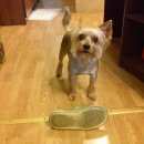 Подробнее об объявлении «Пропала собака кобель йорк..мальчик..пугливый Санкт-Петербург» Фото: пропала собака Йоркширский терьер «Пропала собака кобель йорк..мальчик..пугливый...» в г. Санкт-Петербург