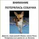 Подробнее об объявлении «Пропала собака чихуашка рыжая Гомель» Фото: пропала собака Чихуахуа «Пропала собака чихуашка рыжая Гомель» в г. Гомель