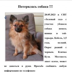 Подробнее об объявлении «Иркутск Пропала собака кобель помогите, пожалуйста, найти» Фото: пропала собака  «Иркутск Пропала собака кобель помогите,...» в г. Иркутск