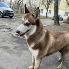 Подробнее об объявлении «Пропала собака помогите найти собаку Москва» Фото: пропала собака Сибирская хаски «Пропала собака помогите найти собаку Москва» в г. Москва