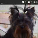 Подробнее об объявлении «Геленджик Пропала собака» Фото: пропала собака Йоркширский терьер «Геленджик Пропала собака» в г. Геленджик