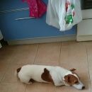 Подробнее об объявлении «Пропала собака кобель просьба обратить внимание Чехов» Фото: пропала собака Джек рассел терьер «Пропала собака кобель просьба обратить внимание...» в г. Чехов
