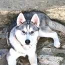 Подробнее об объявлении «Анапа Пропала собака» Фото: пропала собака  «Анапа Пропала собака» в г. Анапа