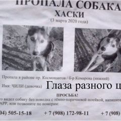 Подробнее об объявлении «Пропала собака Ростов-на-Дону» Фото: пропала собака Сибирская хаски «Пропала собака Ростов-на-Дону» в г. Ростов-на-Дону